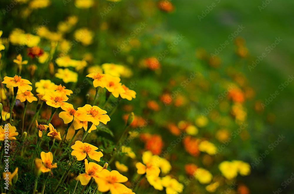 Fototapeta premium Orange juice flowers grow in the fresh air