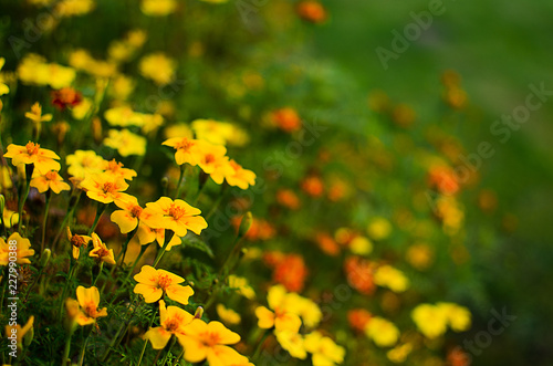 Orange juice flowers grow in the fresh air