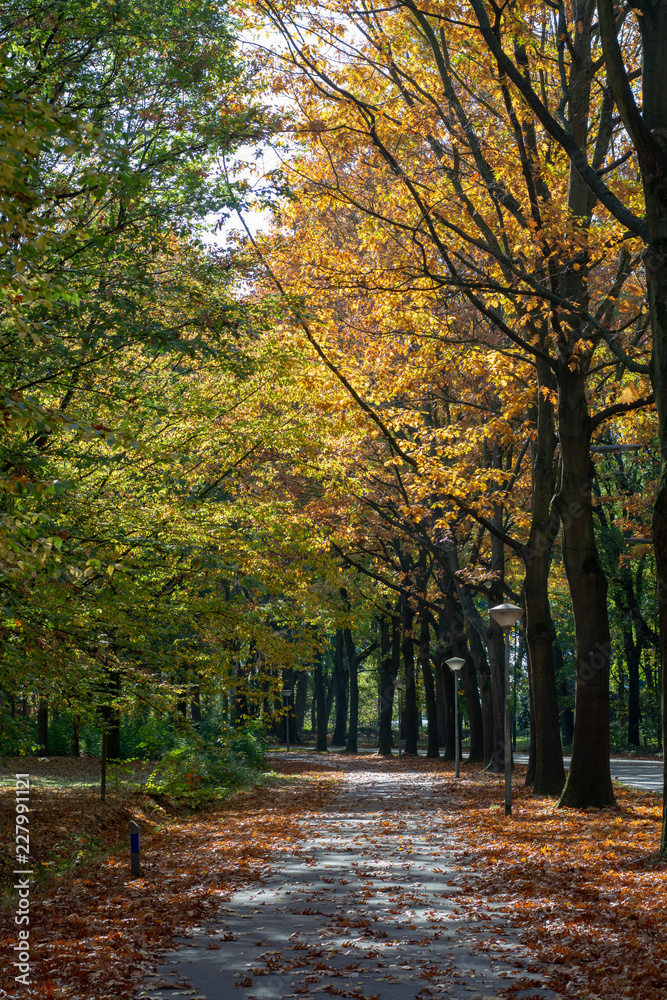 Fototapeta premium Colorful high oak trees in autumn, season of golden, orange and yellow colors in nature, bicycle lane and road in Netherlands