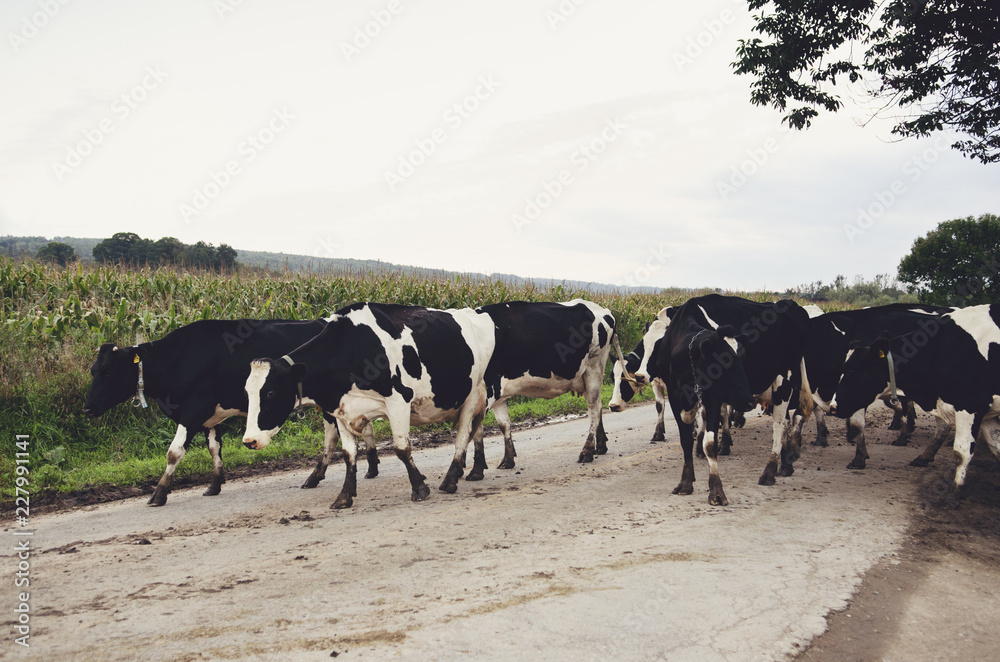 Obraz premium Cow crossing