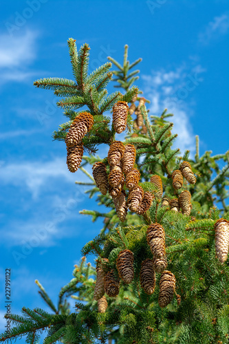 Picea schrenkiana evergreen fir tree with long cones on blue sky background copy space photo