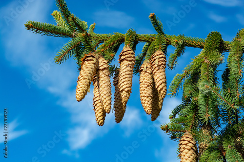 Picea schrenkiana evergreen fir tree with long cones on blue sky background copy space, Christmas tree decoration photo