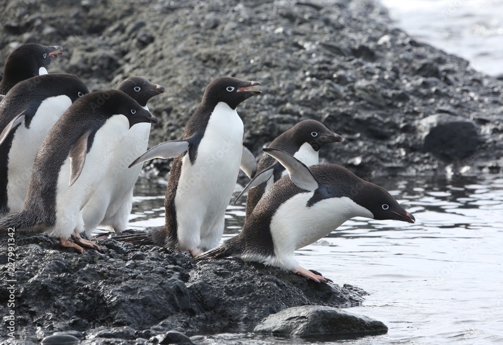 Obraz premium group of Adelia Penguins getting ready to enter water to feed, Brown Bluff, Antarctica