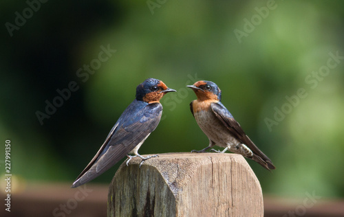 Two Pacific swallows facing off