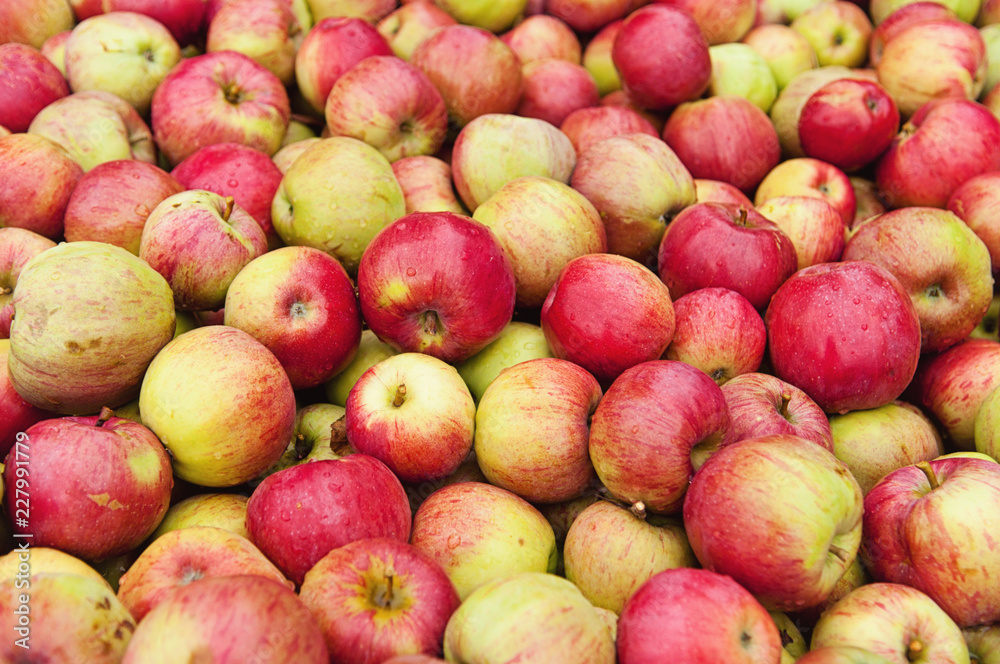 Large apple harvest Large apple harvest