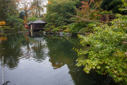 Autumn. Yellow   leaves.  Japanese Maple.   Japanese garden.  Kaiserslautern © Marat Lala