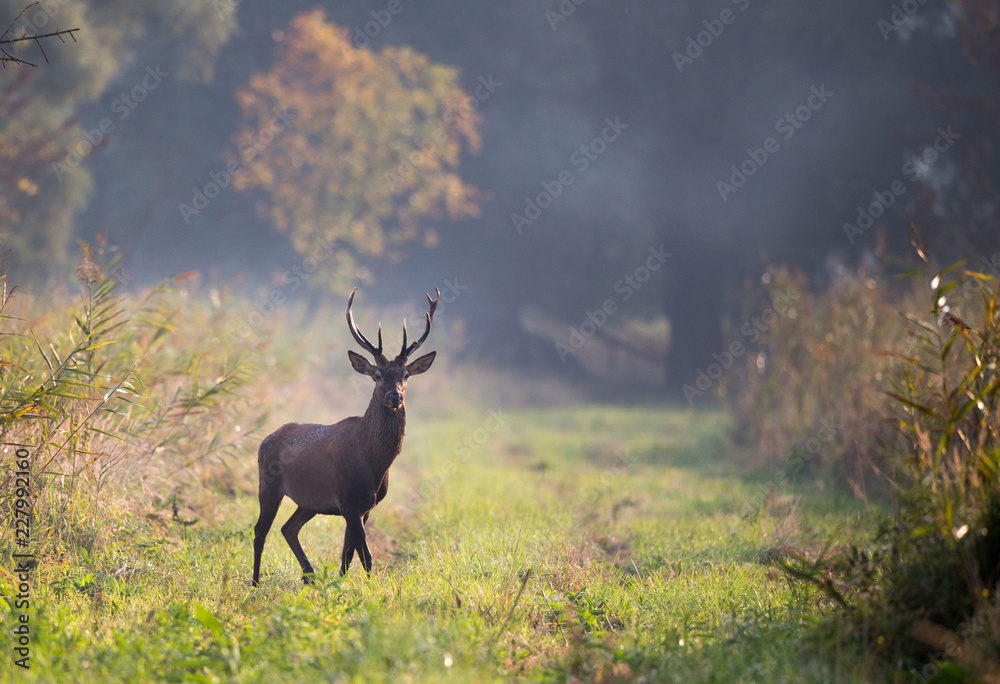 Red deer in forest on foggy morning Red deer in forest on foggy morning
