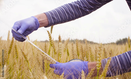 Close up hands of the man scientist environmentalist exploring wheat. He is measuring wheat ear photo