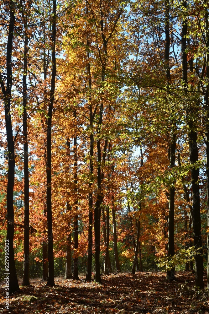 Eichenwald herbstlich - Roteiche Eichenwald herbstlich - Roteiche