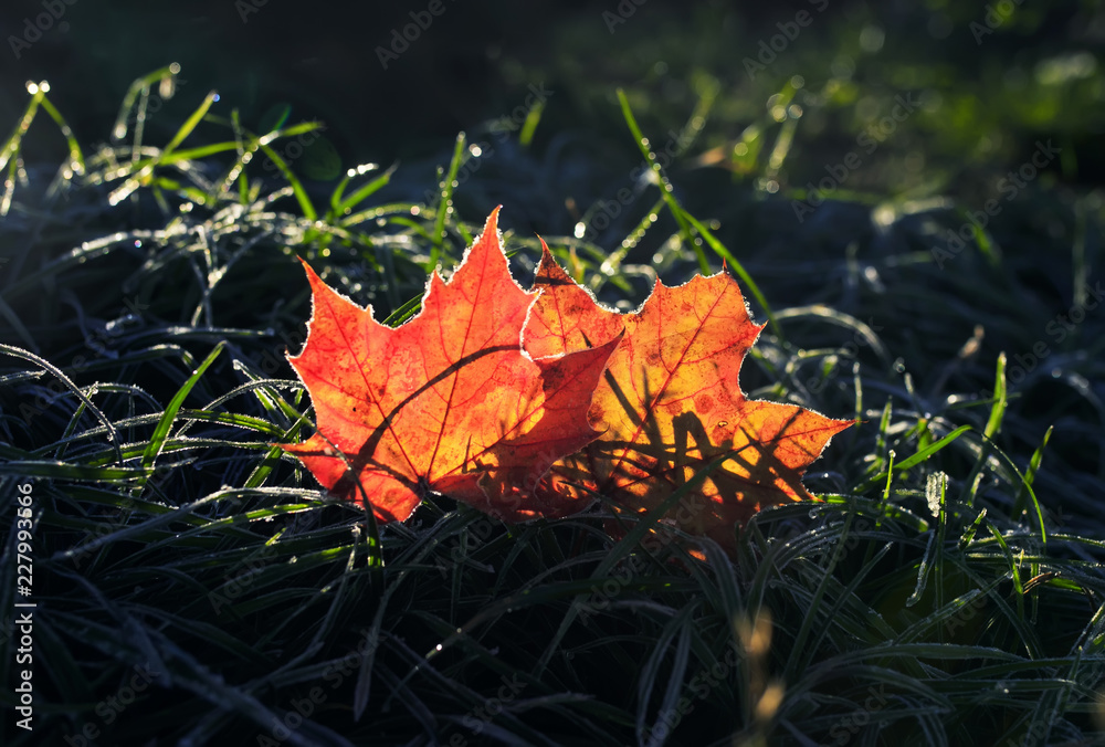 natural background with two beautiful bright Golden maple leaves lying on the grass covered with white frost in the morning autumn garden bathed in sunlight natural background with two beautiful bright Golden maple leaves lying on the grass covered with white frost in the morning autumn garden bathed in sunlight