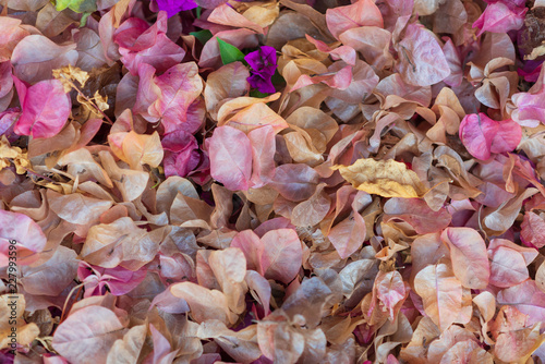 Background texture of yellow, orange and pink leaves, autumn fall leaf background.