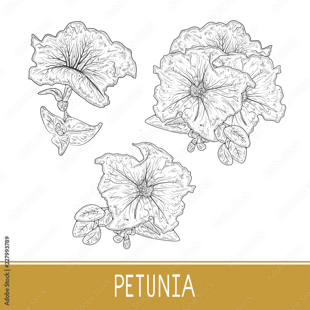 Petunia. Flower. Sketch. Set. Monochrome.