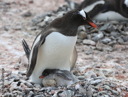 Gentoo penguin with egg and newly hatched chick, Yankee Harbor, Antarctica photo