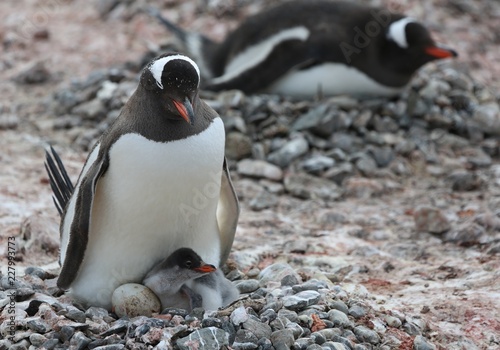 Gentoo penguin with egg and newly hatched chick, Yankee Harbor, Antarctica