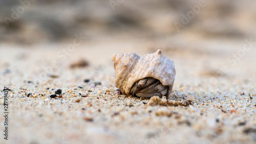 Macro shot of tiny hermit crab hiding in the shell on the sand, low dept of field