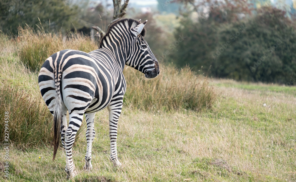 Rear view of zebra. Photographed at Port Lympne Safari Park, Ashford Kent UK. The Kent countryside in autumn can be seen in the background. Rear view of zebra. Photographed at Port Lympne Safari Park, Ashford Kent UK. The Kent countryside in autumn can be seen in the background.