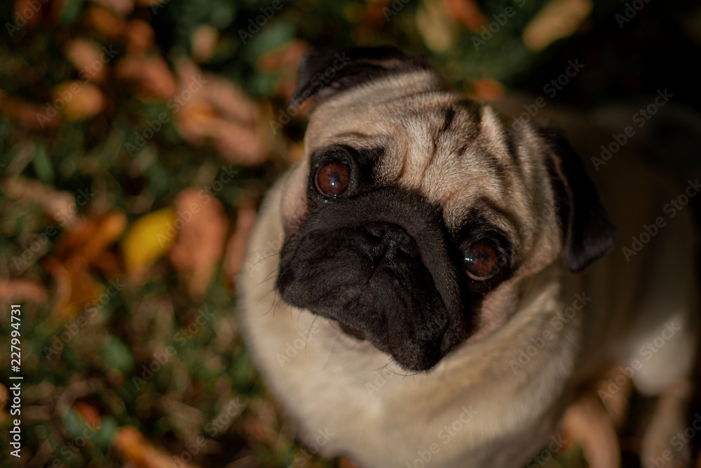 Obraz premium hund