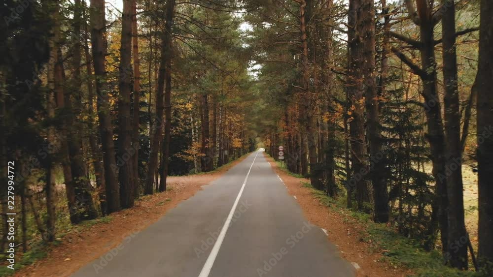 Empty asphalt road in the countryside of coniferous autumn yellow forest Empty asphalt road in the countryside of coniferous autumn yellow forest