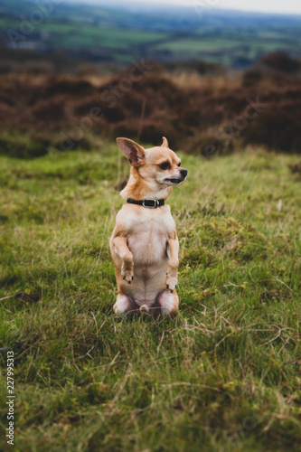 chihuahua dog on grass beg 