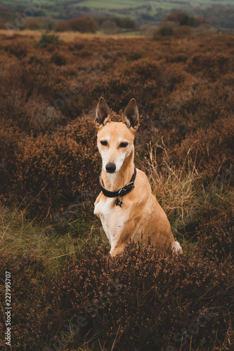 sighthound greyhound dog heath photo