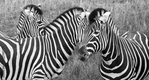Three plains zebras in the grass at Port Lympne Safari Park, Ashford, Kent UK.  Photographed in monochrome.