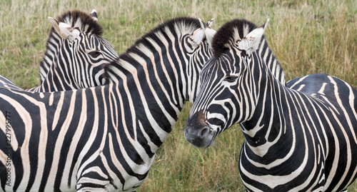 Fototapeta Naklejka Na Ścianę i Meble -  Three zebras, facing in different directions, photographed in the grass at Port Lympne Safari Park, Ashford Kent UK.