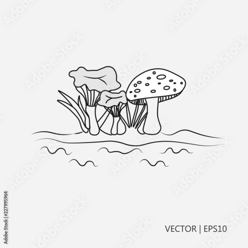 Vector illustration: Mushrooms. Cantharellus cibarius, commonly known as the chanterelle, or girolle and ly agaric/ fly amanita. Drawings for children, coloring pages