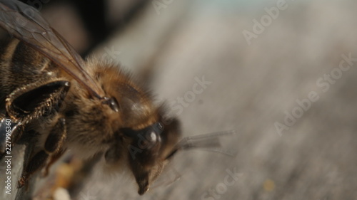 How Bees Work 