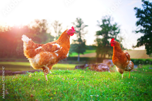 hen, chicken on the farm, livestock bird poultry concept