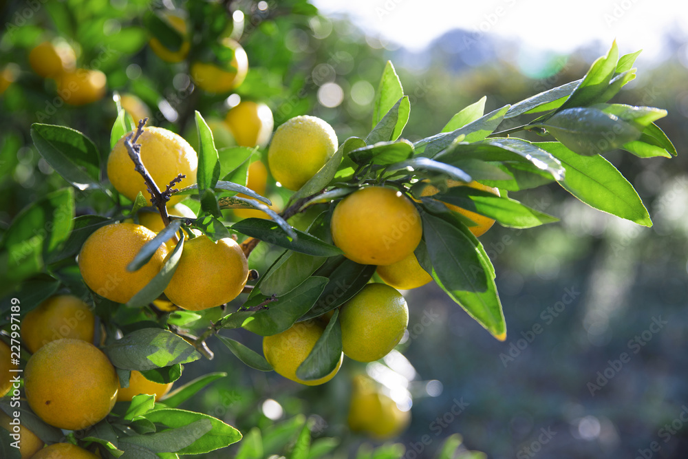 Branch of growing tangerines in dew Branch of growing tangerines in dew