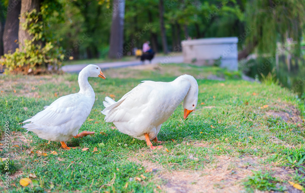 Farming, the concept of agriculture. Geese eating grass on the farm. Green grass background. Farming, the concept of agriculture. Geese eating grass on the farm. Green grass background.