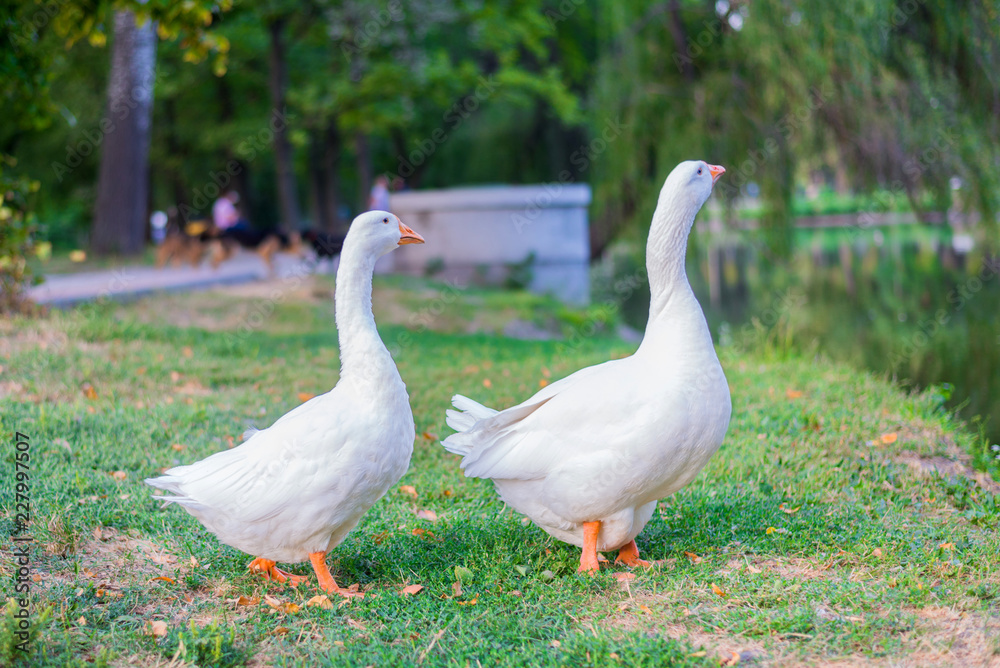 Farming, the concept of agriculture. Geese eating grass on the farm. Green grass background. Farming, the concept of agriculture. Geese eating grass on the farm. Green grass background.
