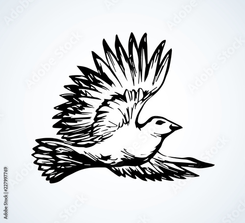 Vector drawing. Small titmouse