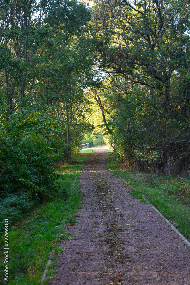 Waldweg Waldweg