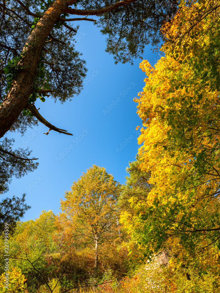 Fototapeta premium Colorful trees of a deciduous forest in autumn