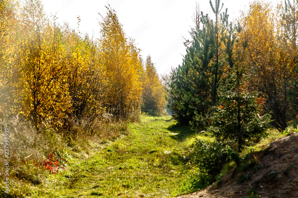 Forest road in the autumn forest. Forest road in the autumn forest.