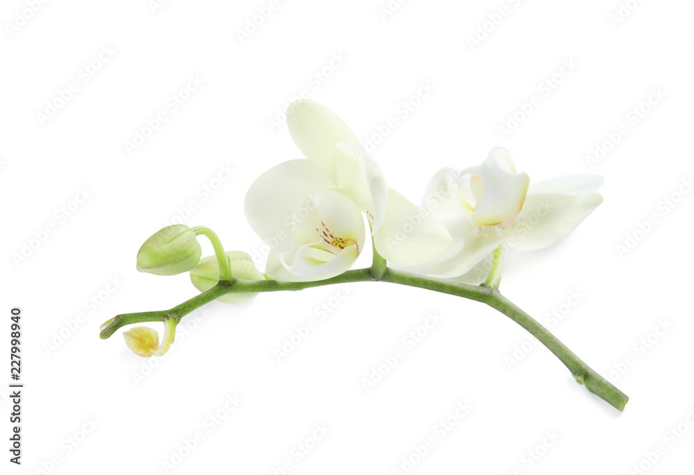 Branch with beautiful orchid flowers on white background. Tropical plant Branch with beautiful orchid flowers on white background. Tropical plant