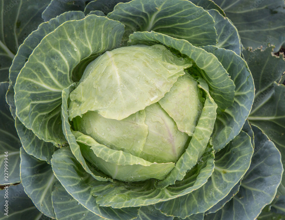 Obraz premium Green Cabbage