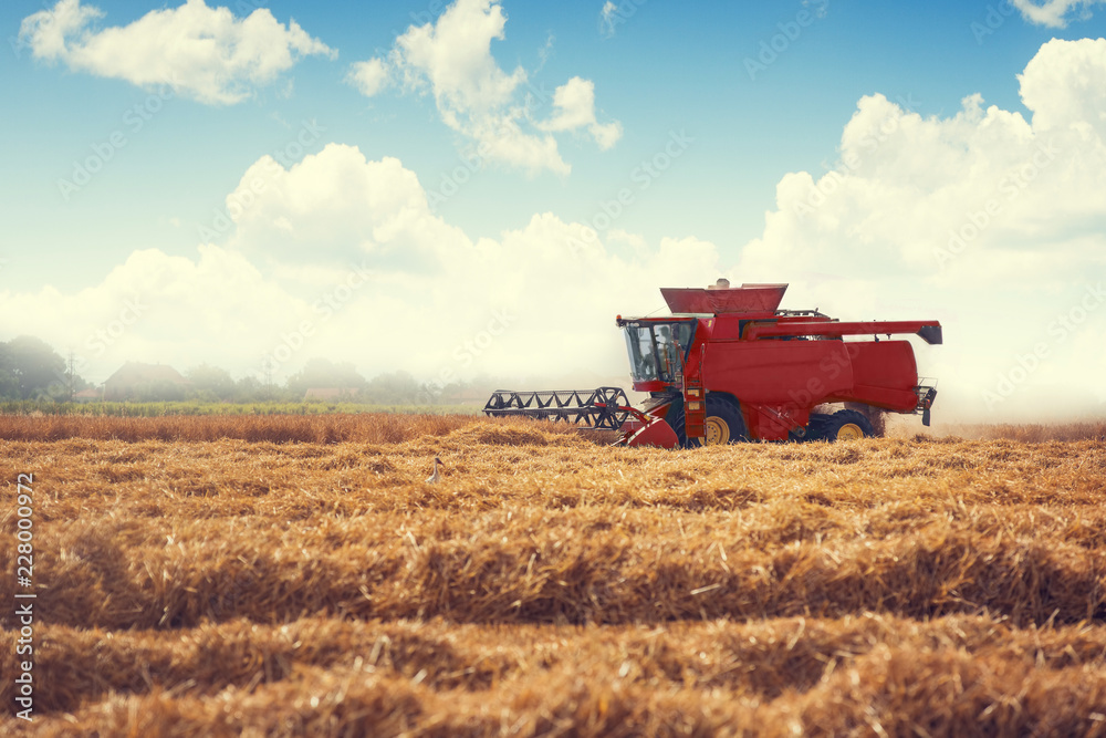 Naklejka premium Combine harvester agriculture machine harvesting golden ripe wheat field