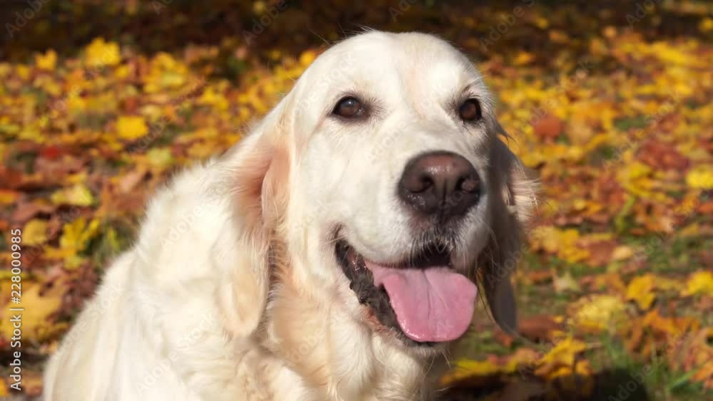 portrait of a beautiful golden retriever in fallen autumn foliage portrait of a beautiful golden retriever in fallen autumn foliage