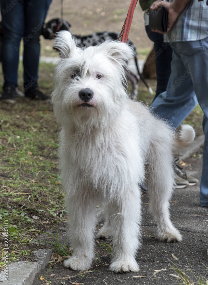 white dog half-breed Ardennes Bouvier white dog half-breed Ardennes Bouvier