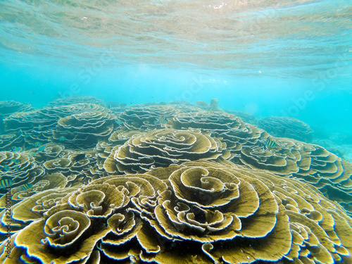 Shallow coral reef underwater with Turbinaria corals in good condition, Maldives Island Reef photo