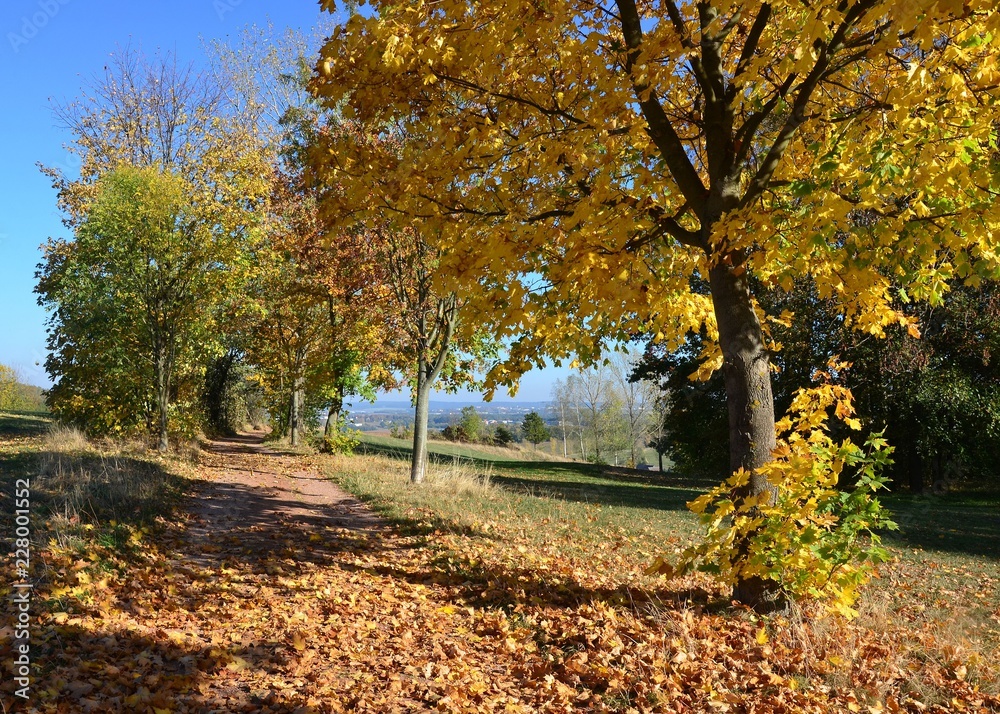 Fototapeta premium Herbstlich bunter Ahornbaum in Baumreiche am Weg unter blauem Himmel