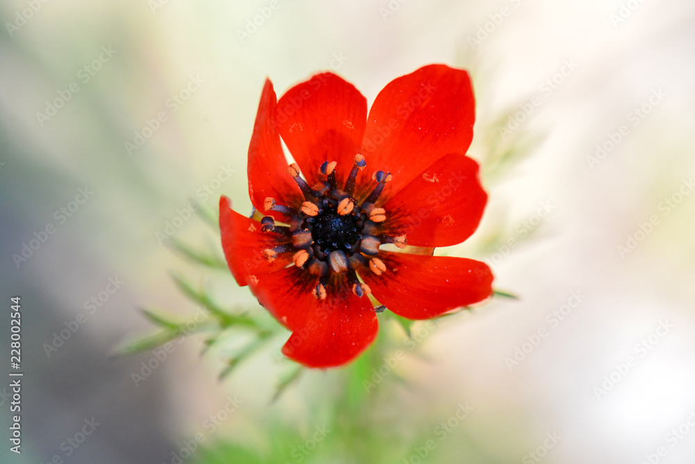 red flower with water drops of dew on background red flower with water drops of dew on background