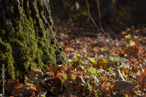 The trunk of the tree is covered with moss. Yellow leaves on the ground. Blurred background.