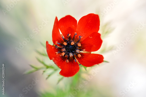 red flower with water drops of dew on background