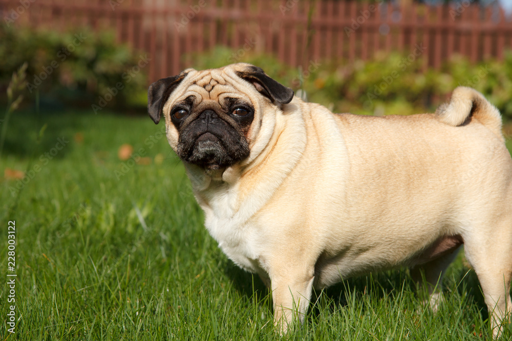 Small pug dog standing in green grass