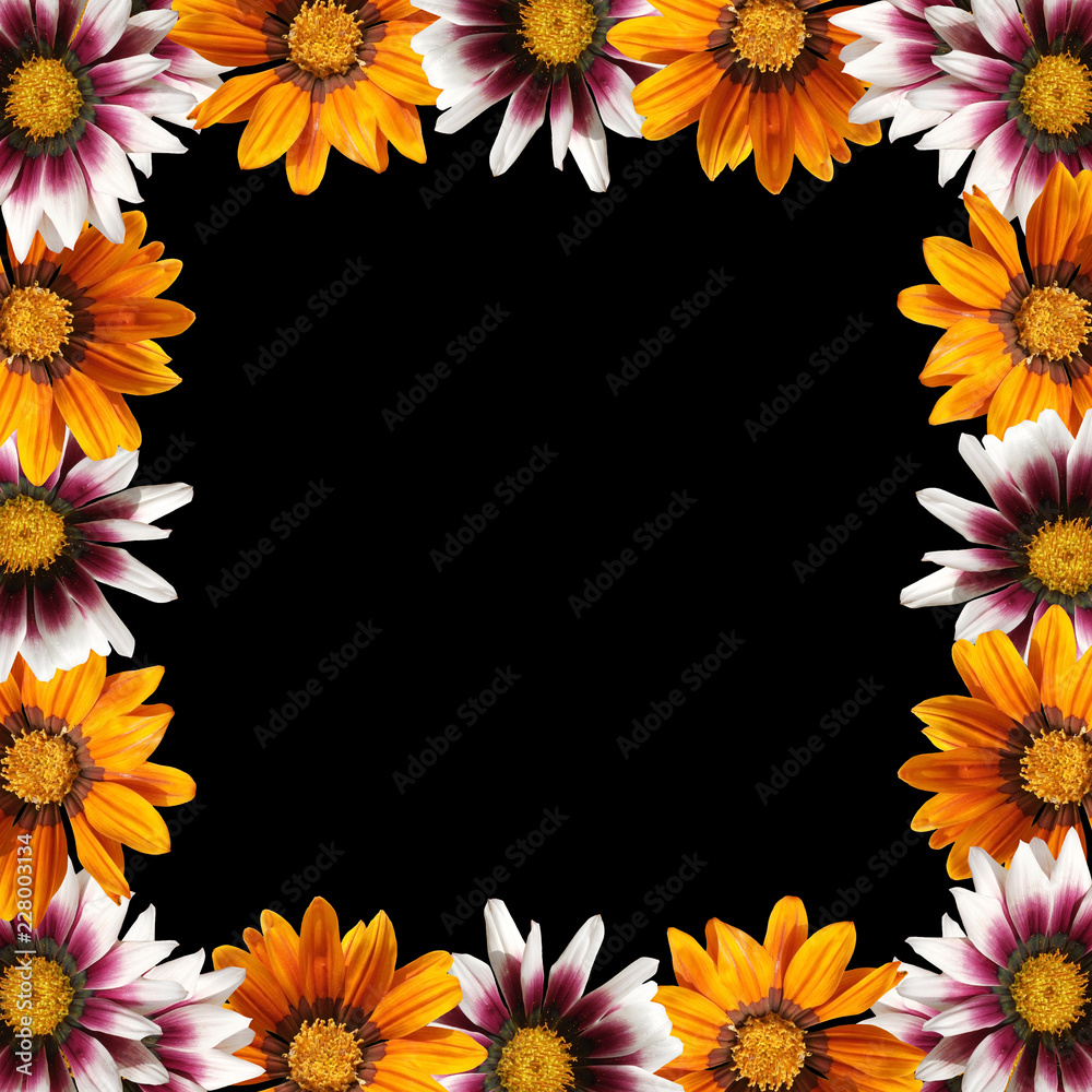 Beautiful floral background from Gazania Beautiful floral background from Gazania