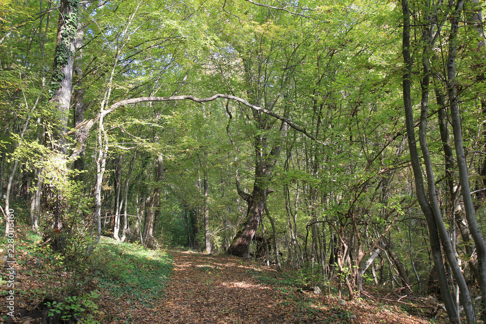 Obraz premium Осенний лес в Экопарке Воденицы (Болгария) 