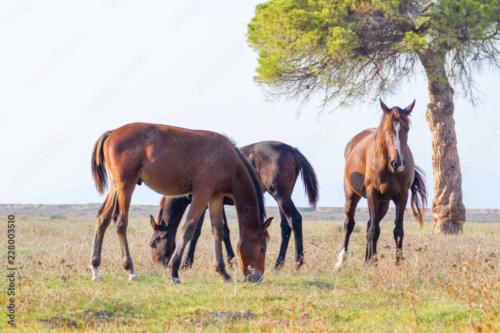 Alberese (Gr), Italy, horses grazing in the Maremma Regional Park Alberese (Gr), Italy, horses grazing in the Maremma Regional Park
